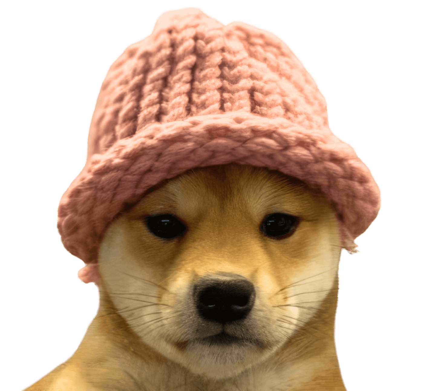 Dog with a pink hat